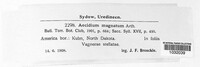 Aecidium magnatum image